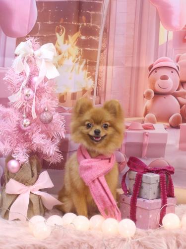 20241217ショコラちゃん